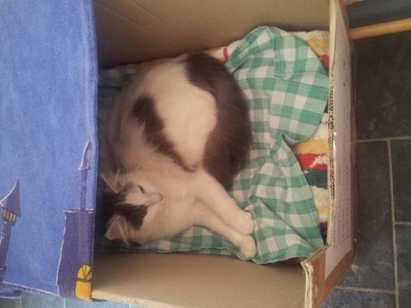katzengeburt schleimpfropfen katze geburt