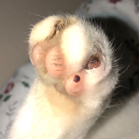 katzenkralle entzundet abgefallen gesplittert hilfe gesundheit und medizin krankheit kater