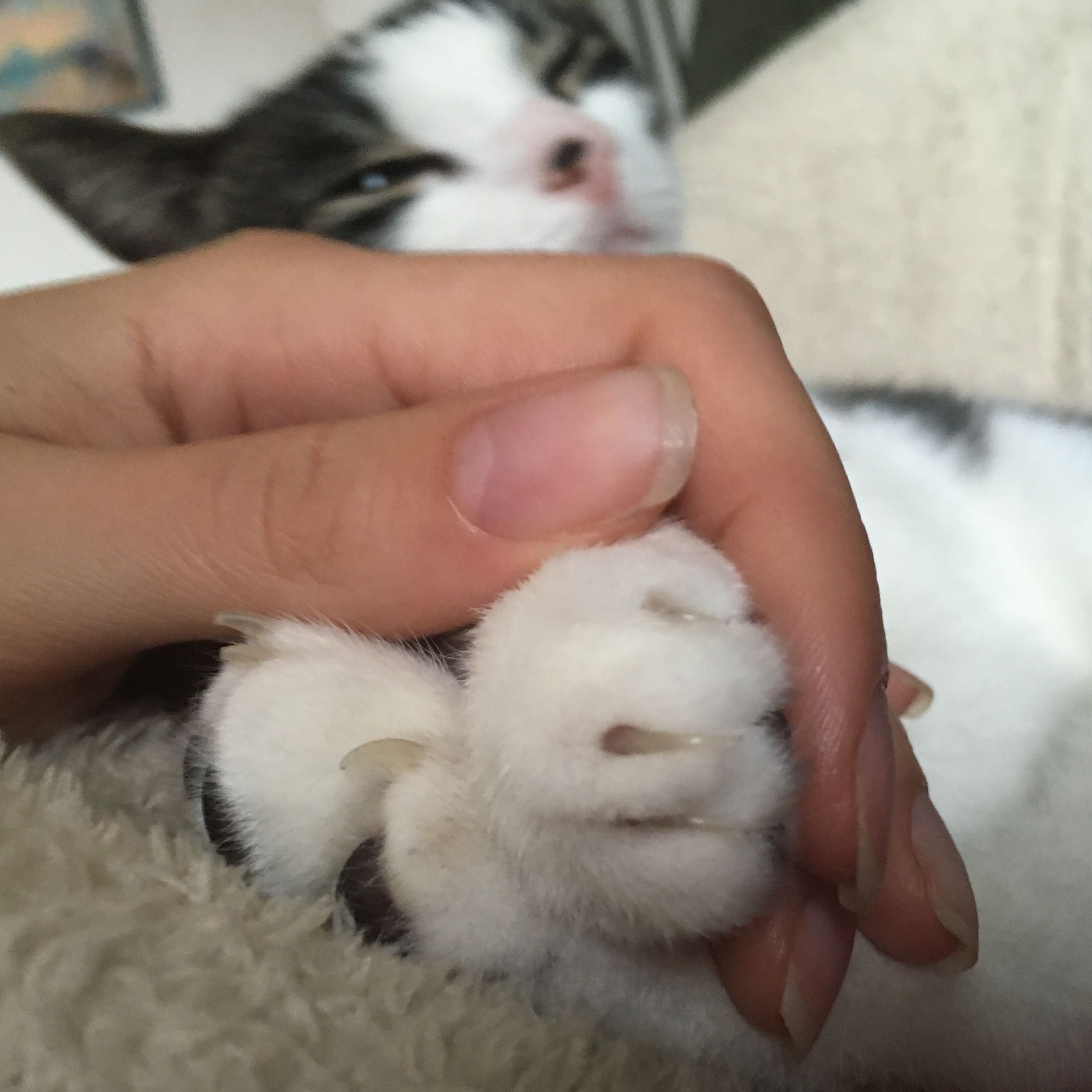 katzenkrallen zu lang tiere katzen zoologie