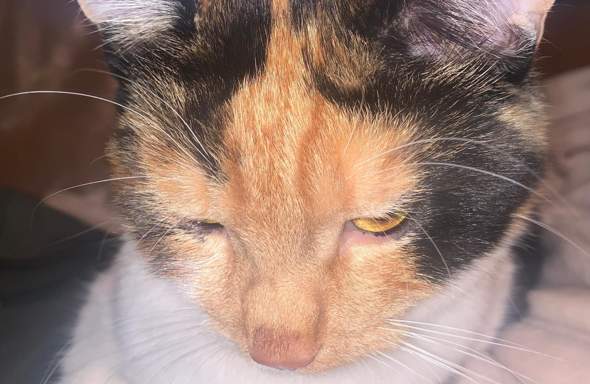 Katzennase Zu Nass Katze Katzenkrankheiten Katzennase Zu Nass Katze Katzenkrankheiten