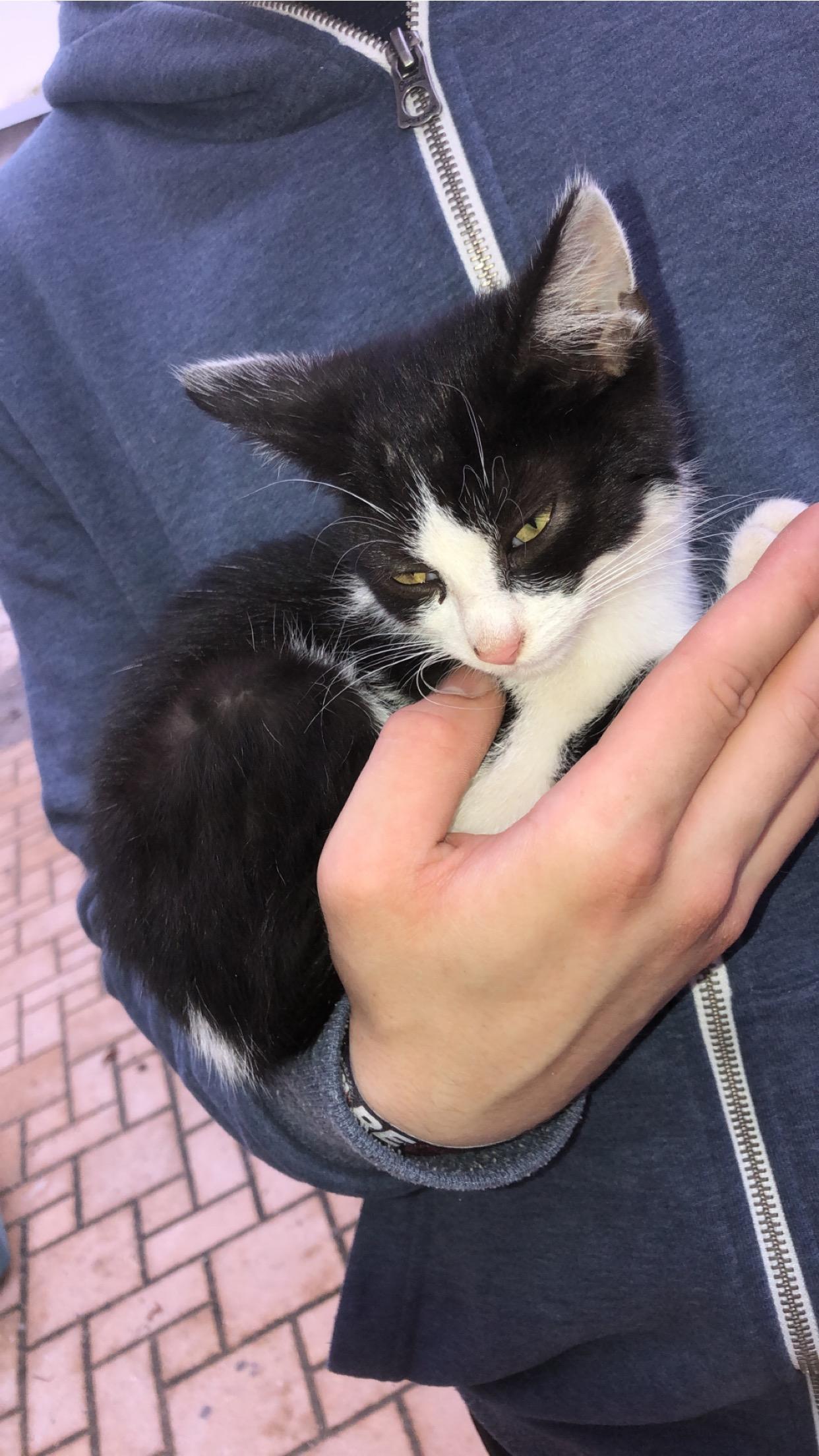 Katzenohren Braune Krümmel Krankheit Katze Katzen