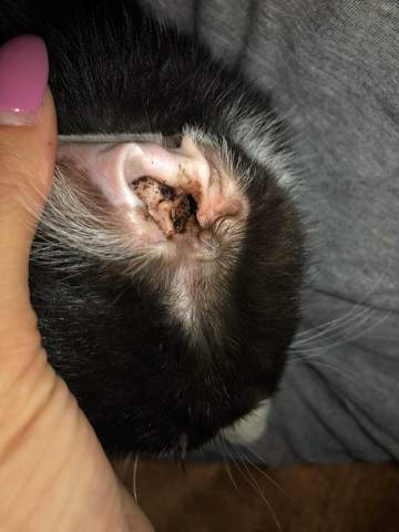 katzenohren braune krummel krankheit katze katzen