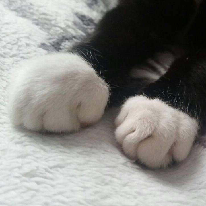 Katzenpfote Ist Total Geschwollen Tiere Arzt Katze Katzenpfote Ist Total Geschwollen Tiere Arzt Katze