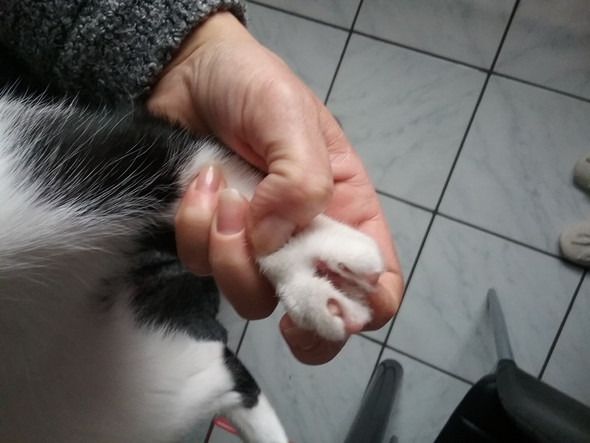 katzenpfote zwischen fingerballen verletzt katze haustiere