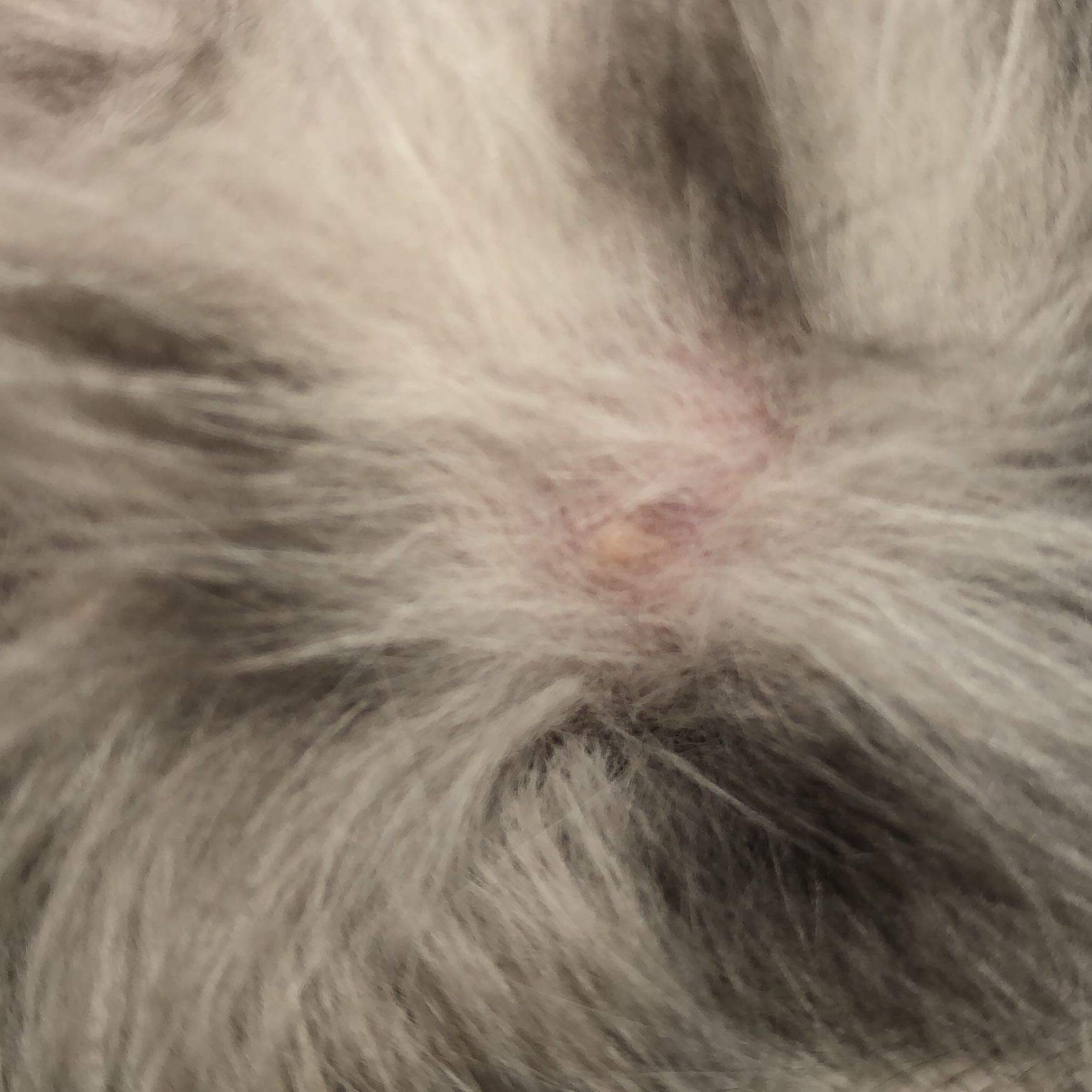 Katzenpilz! Wie kann ich es noch behandeln? (Gesundheit und Medizin ...