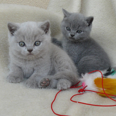 Katzenrasse Mit Blauen Augen Und Grauem Fell Gesucht Oder