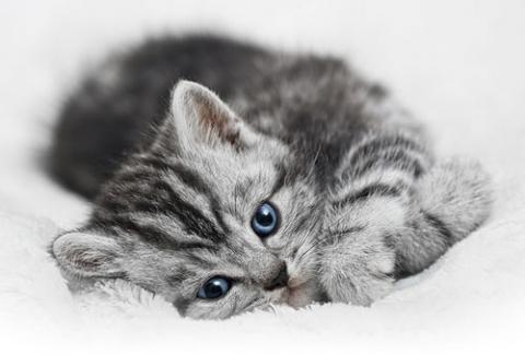 Katzenrasse Silver Tabby Katze Haustiere