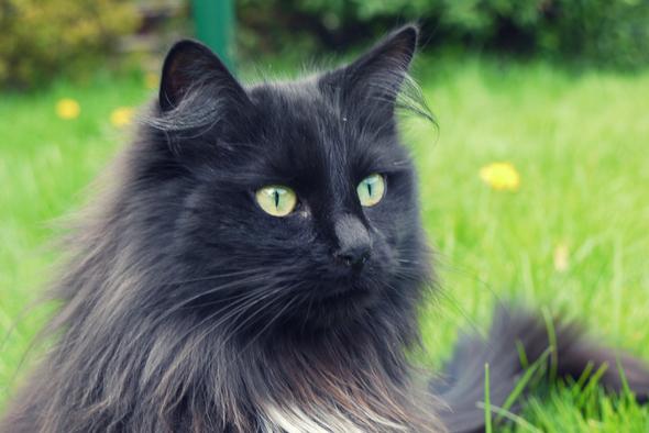 Schwarze Katze - (Katze, Rasse, unbekannt)