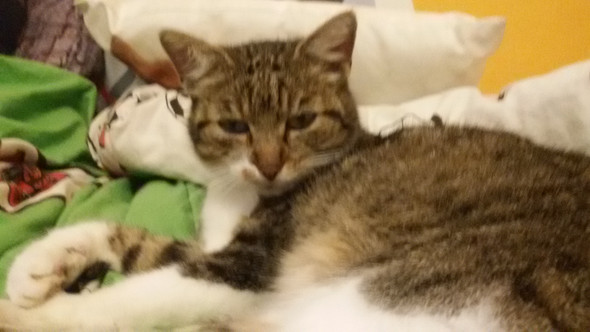 - (Tiere, Katzen, Rasse)
