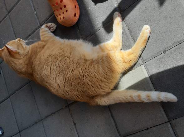 katzensprache was heisst das tiere katze suss