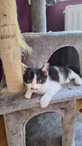 Katzenstreu stinkt! Welches Katzenstreu? (Hygiene, Tierhaltung,  Katzenjunges)