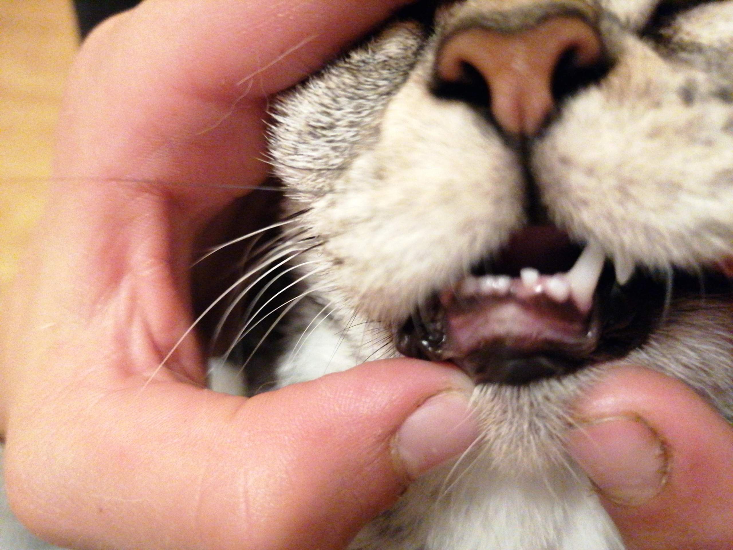 Katzenzähne? (Tiere, Katze, Zähne)