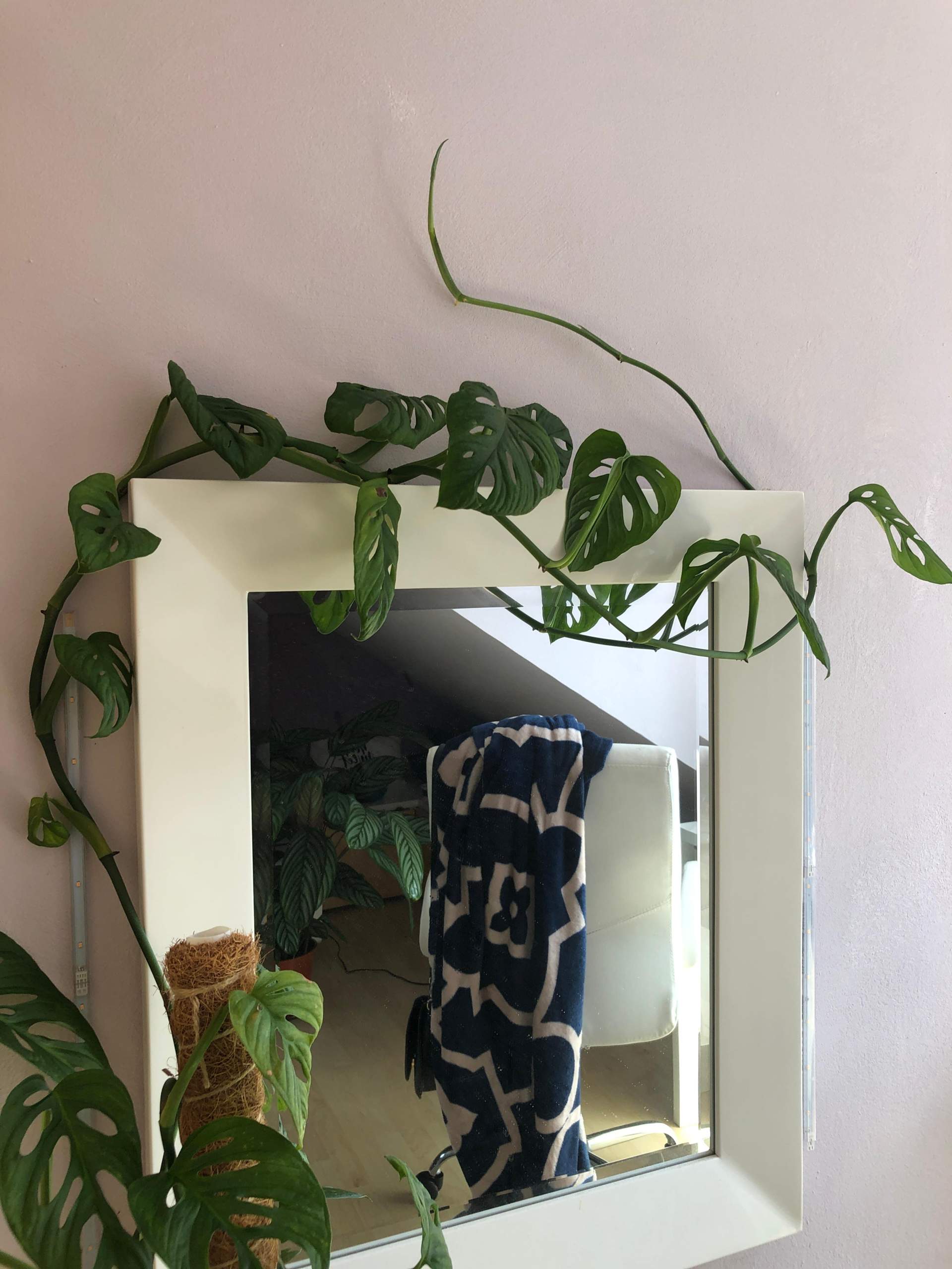 philodendron red sun Buy Philodendron Sun Red