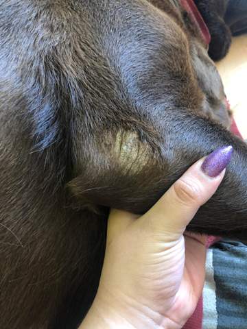 kein fell bei der stelle auf der mein hund immer liegt gesundheit und medizin tiere tierarzt