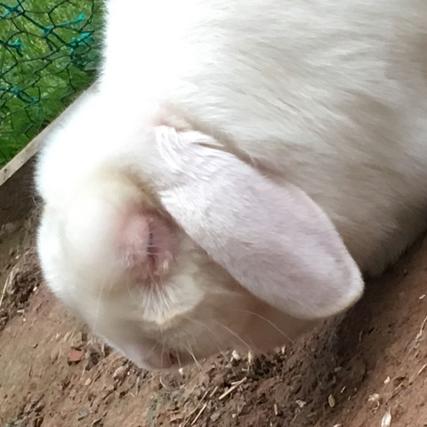 Keine Frage Eher Eine Warnung Hasen Und Kaninchen Krankheiten Angeschwollenes Auge Fliege Am Auge Krankheit Haustiere Virus