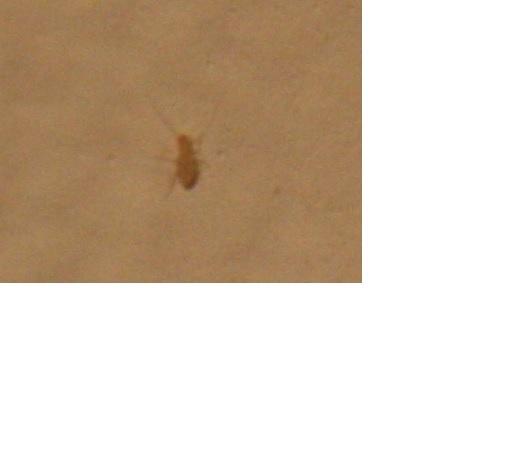 Keine Tiere Insketen Lause An Der Wand Insekten Innen