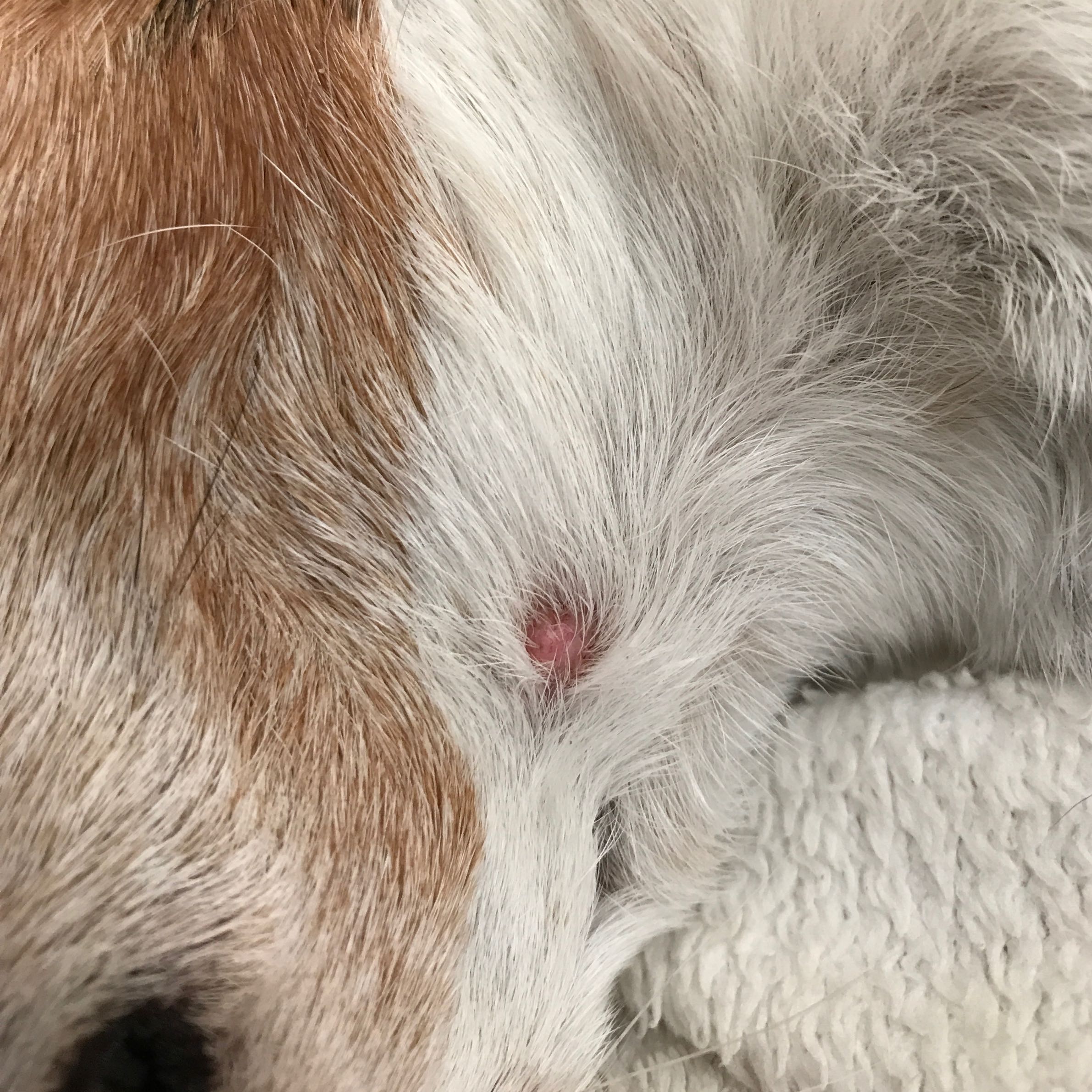 keine zecke meine hundin hat sowas seitlich am bauch rucken auch was kann das sein gesundheit und medizin hund komisch