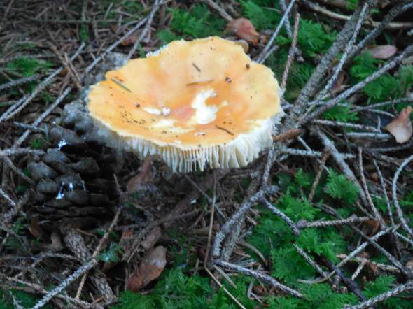 Kennt einer von euch diese Pilz Arten?