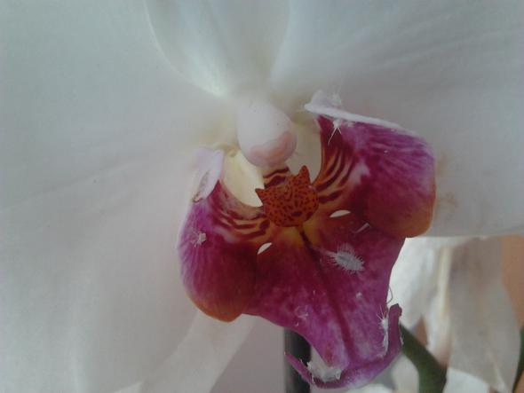 befallene Orchidee - (Pflanzen, Insekten, Blumen)