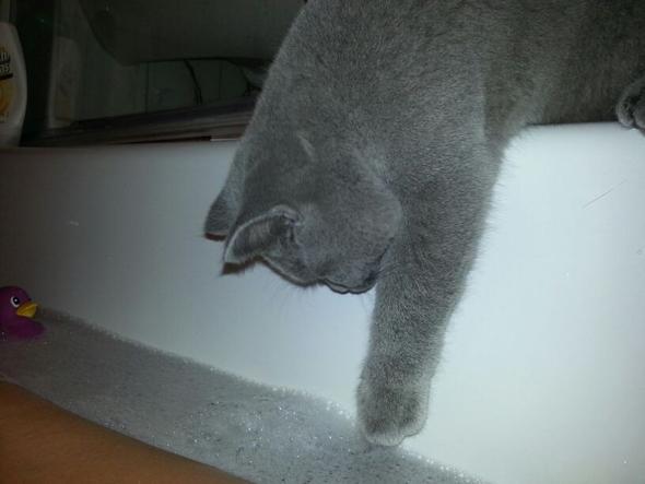 kennt ihr katzen die wasser lieben tiere
