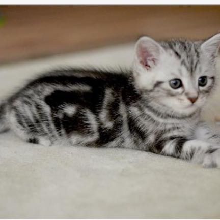 kennt ihr katzen die wenig haar verlieren bzw wenig haare haben oder eben kurze haare tiere katze haustiere
