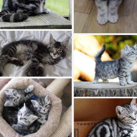 Kennt Ihr Katzen Die Wenig Haar Verlieren Bzw Wenig Haare