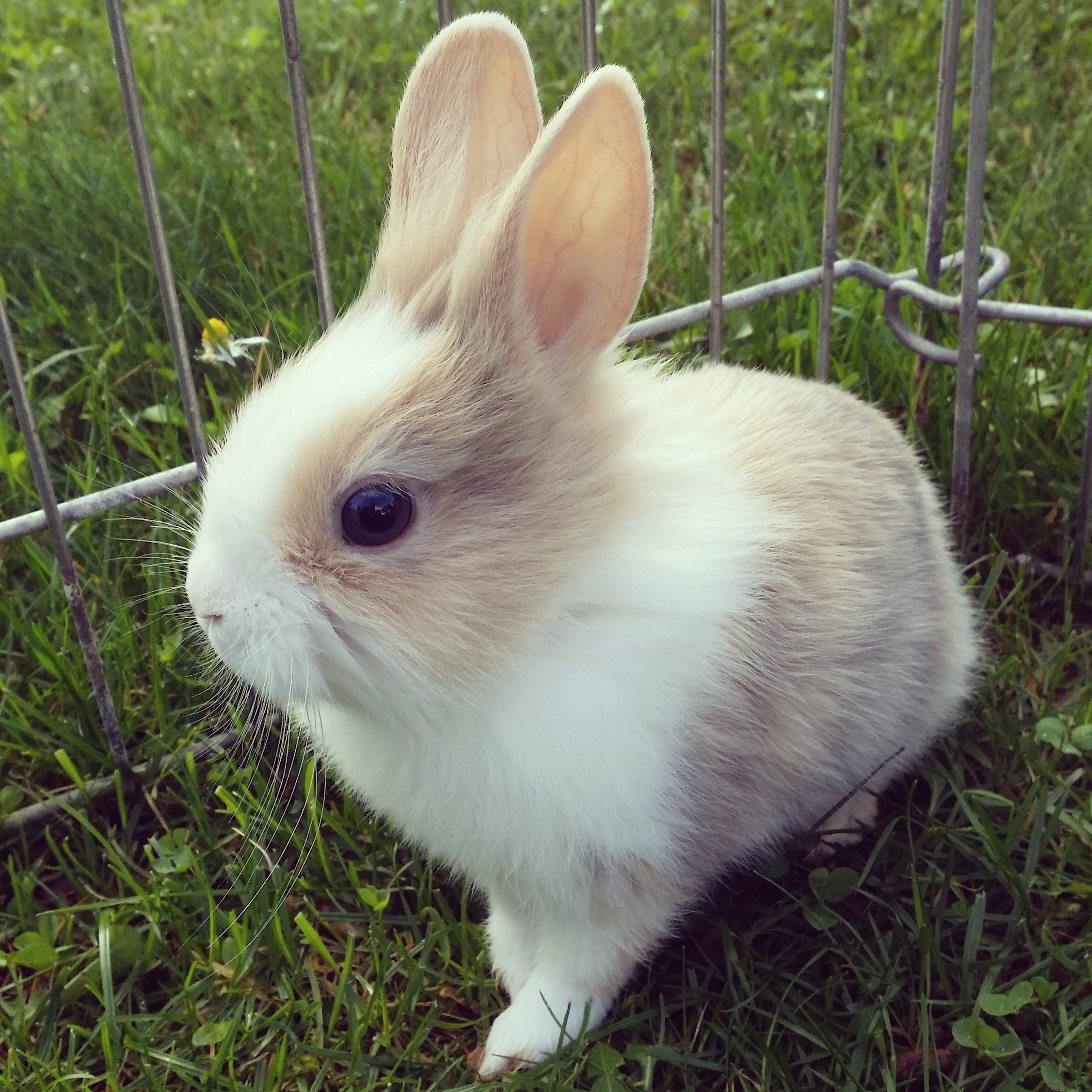 Kennt Ihr schöne Namen für mein Kaninchen? (Name)