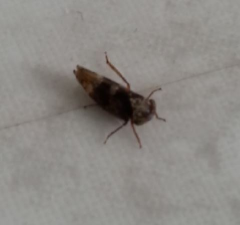 Springendes Insekt Kennt jemand das springende Insekt? (Tiere, Insekten)