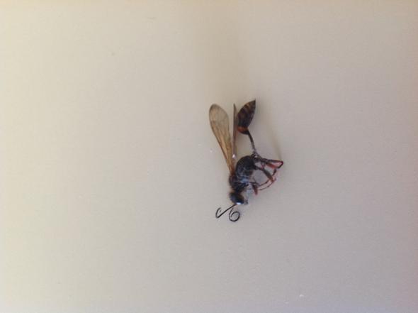 Die Wespe ?! - (Tiere, Insekten)