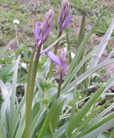Pflanze - (Name, Garten, Pflanzen)