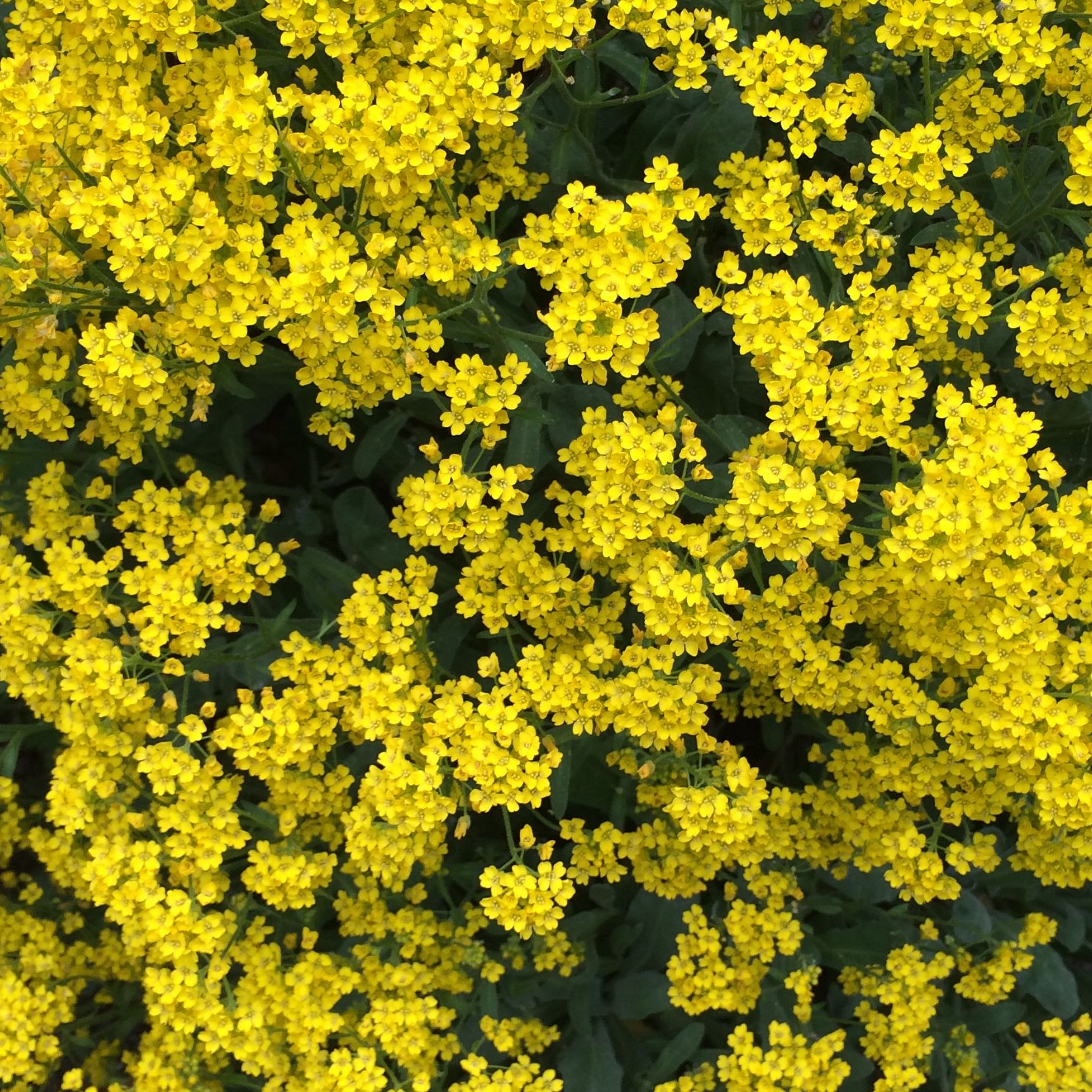 Kennt jemand den Namen dieser Blume? (gelbe Gartenblume) (Natur, Blumen)