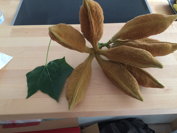 - (Pflanzen, Früchte, florist)