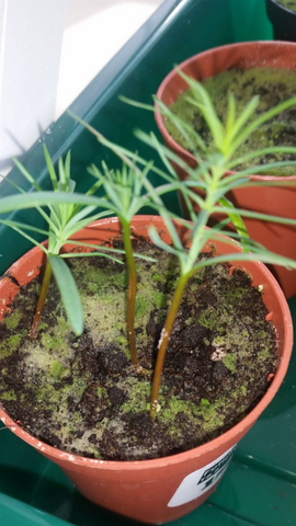 - (Garten, Pflanzenbestimmung, pflanzenkunde)
