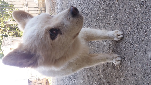 - (Tiere, Hund, mischlingshund)