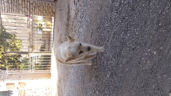 - (Tiere, Hund, mischlingshund)