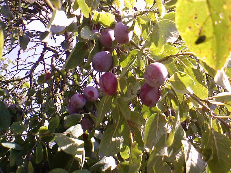 Kennt jemand die Zwetschgensorte "Hengst"? (Obst, Zwetschgen)