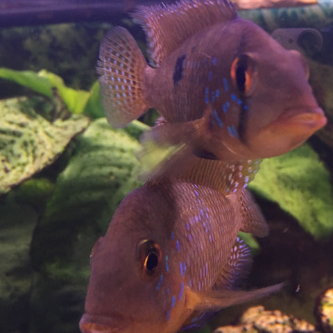Fische im Aquarium  - (Fische, Aquarium)