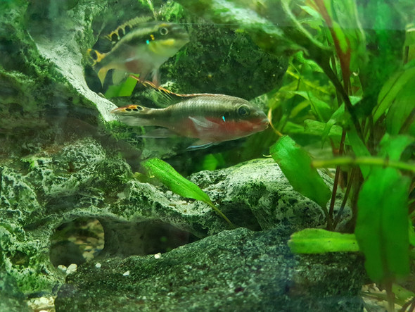 Kennt Jemand Diese Fisch Art Namen Fische Aquarium