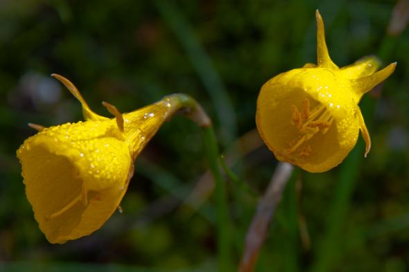 Frühlingsblume 1 - (gelb, mediterran, Frühlingsblumen)