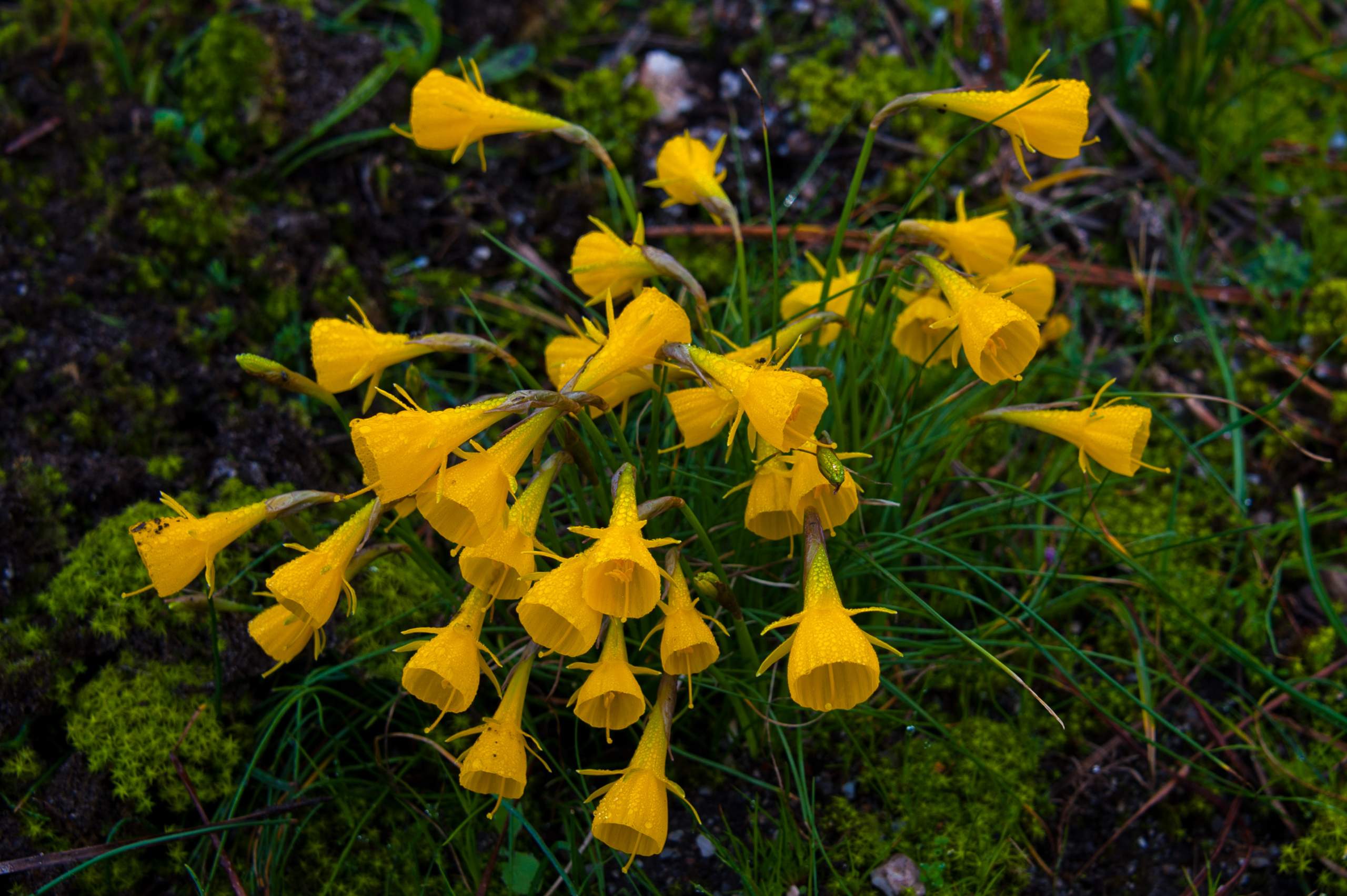 Kennt jemand diese Frühlingsblume aus Portugal in diesem Januar