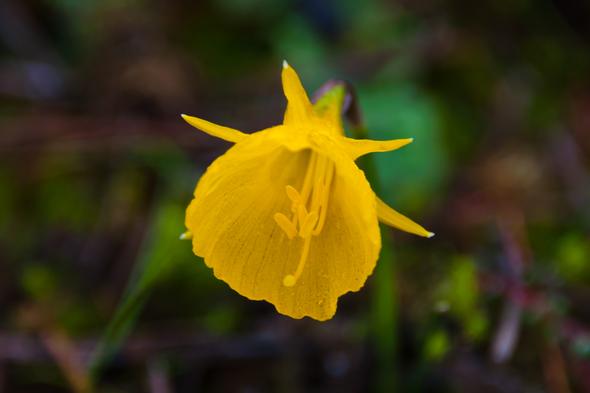 Frühlingsblume 3 - (gelb, mediterran, Frühlingsblumen)