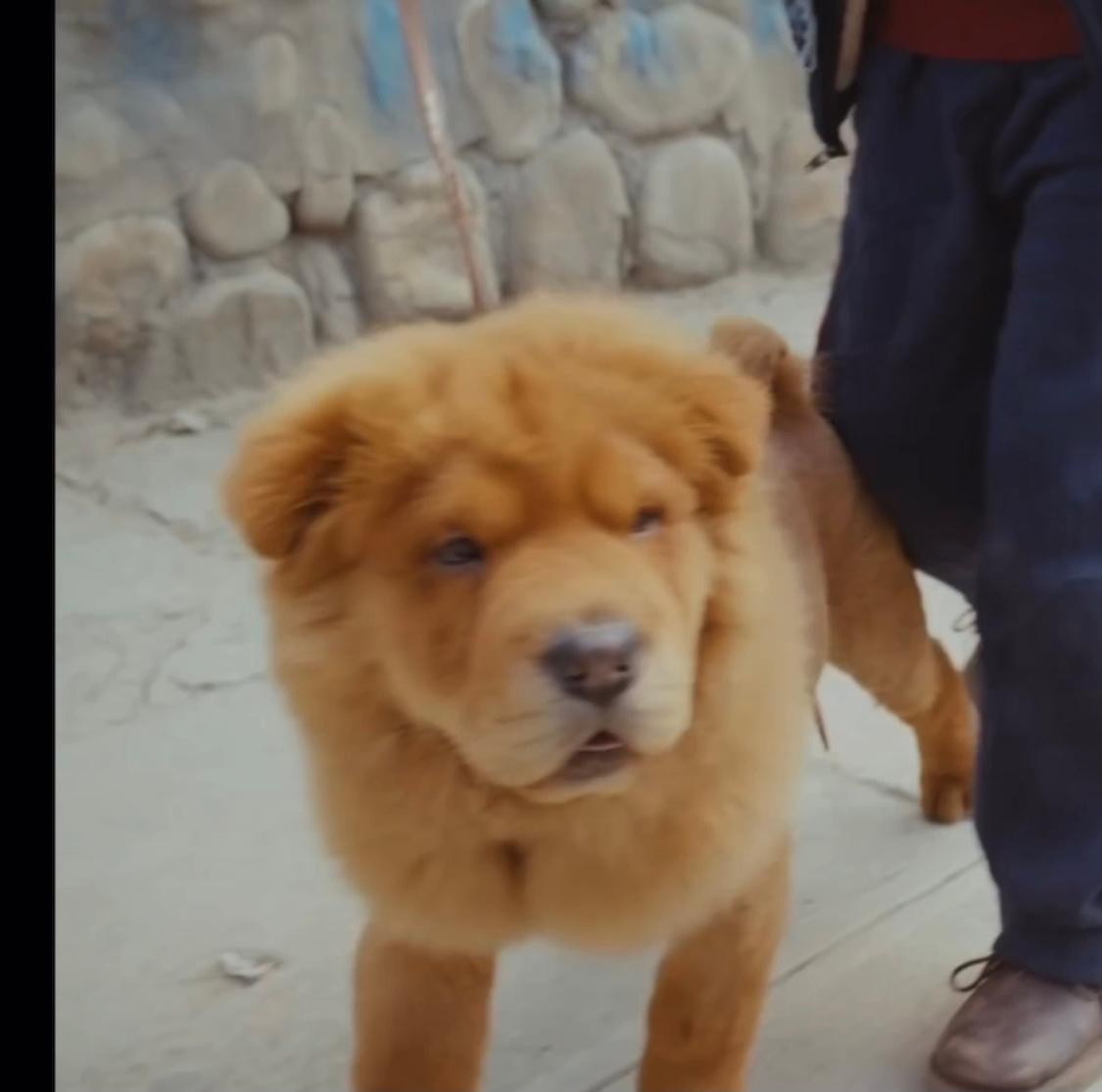 kennt jemand diese hunderasse hund