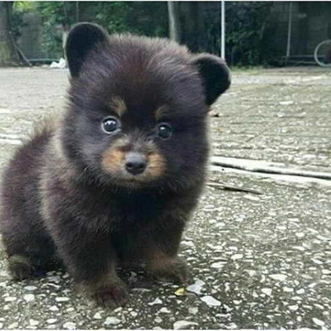 Hund sieht aus wie ein Bär - (Tiere, Hund, Rasse)