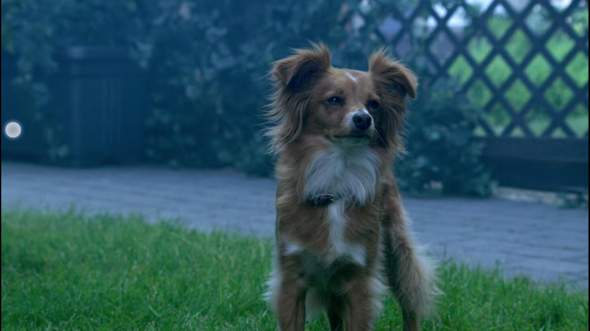 Kennt jemand diese Hunderasse (siehe bild)? (Hund, Netflix, Netflix serie)