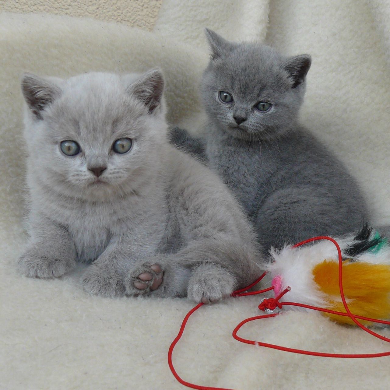 Kennt Jemand Diese Katzenart Und Deren Charakter Tiere Katze Haustiere