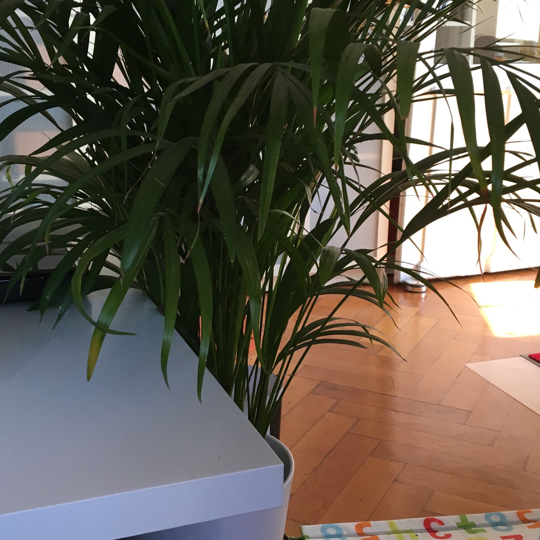 kennt jemand diese palme und weiss ob sie giftig fur katzen ist tiere pflanzen