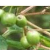 Bild 3
- (Pflanzen, Botanik)
