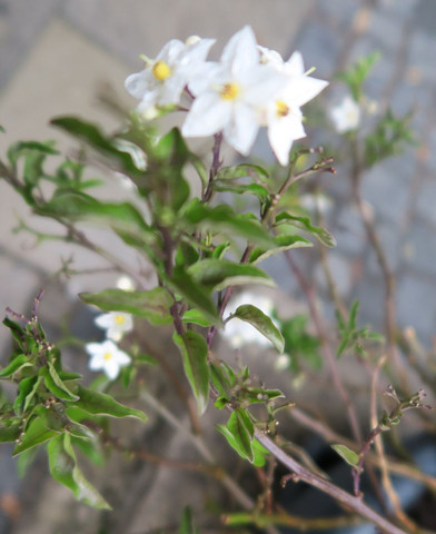 blüte2 - (Biologie, Pflanzen, Botanik)