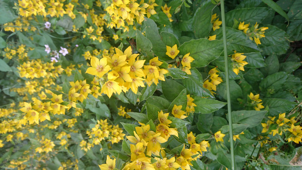 - (Pflanzen, Spaziergang)