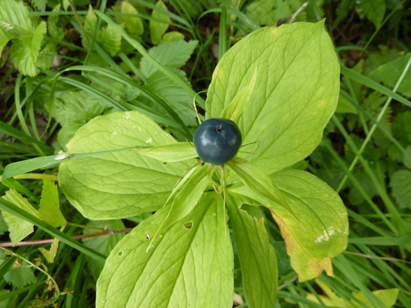 Pflanze - (Biologie, Pflanzen, Natur)